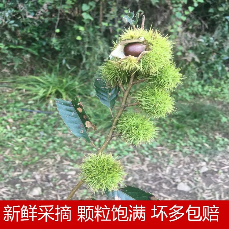 新鲜野生小毛栗子小板栗生新安徽陕西神农架野生板栗锥栗子生板栗