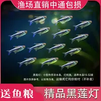 黑莲灯鱼黑灯管小型观赏鱼草缸黑灯活体淡水群游黑莲灯鱼霓虹灯鱼