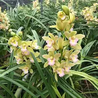 【带花苞】高端精品【香水香兰】清香型兰花室内好养花卉开花植物花香