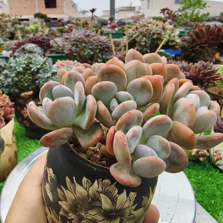 精品多肉辛德瑞拉老桩，状态颜值高，好养