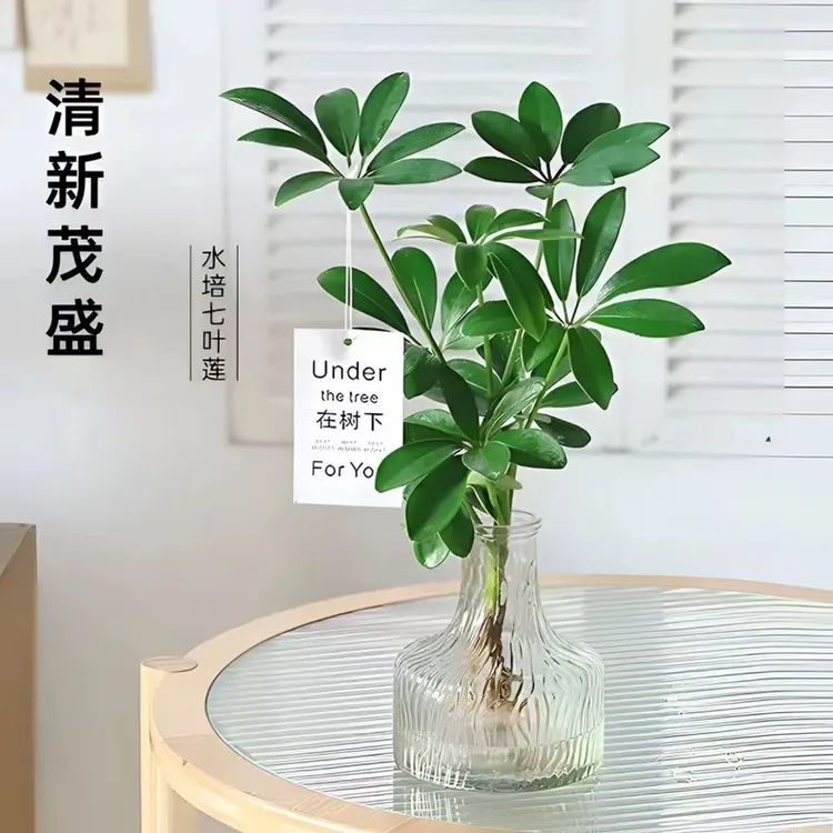 水培七叶莲鸭脚木绿植盆栽室内外生长四季常青观叶植物