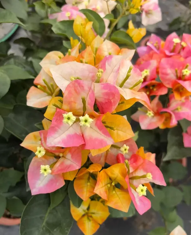 （带花凤凰）三角梅原生小苗袋苗花苗包品种对版