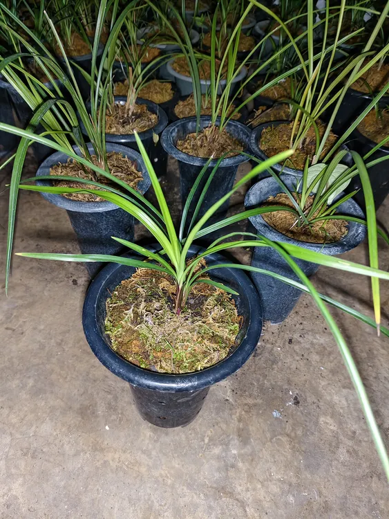 莲瓣兰中国兰花冬春季开花花期春节一物一拍兰花盆栽兰花大盆