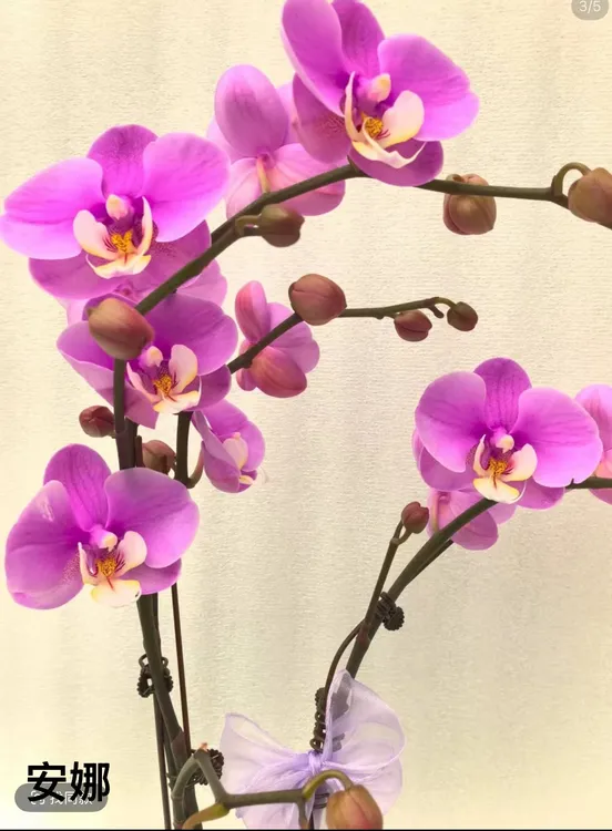安娜带花苞部分开放3.5寸5度以下拍保温不拍冻伤不赔消包不售后
