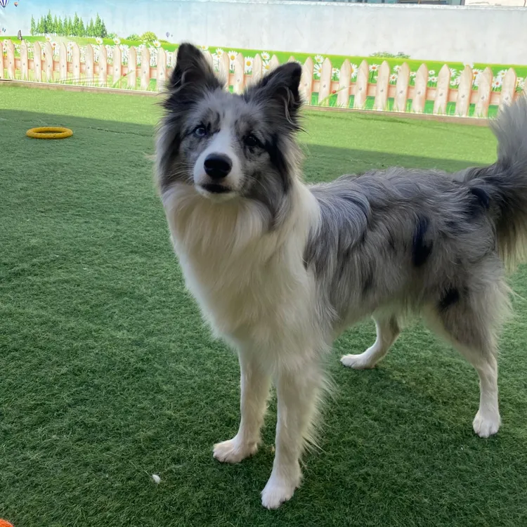 边牧宠物狗狗幼犬活体
