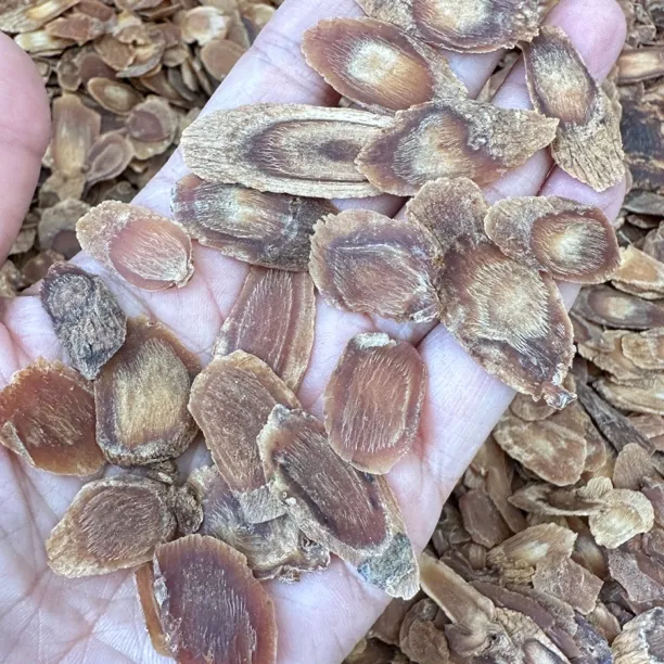 参味浓郁菊花心的二刀片头尾片高丽参