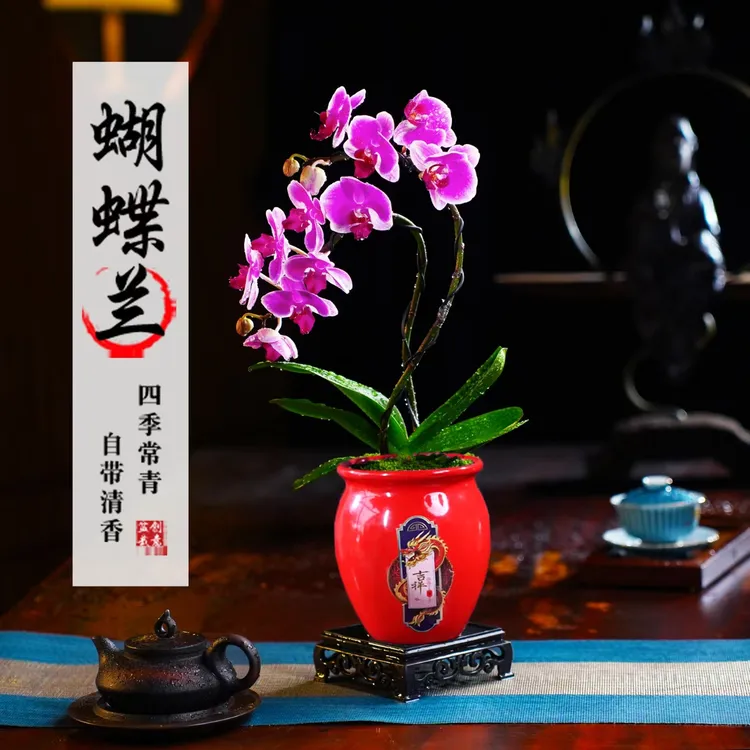 红日蝴蝶兰盆栽开花桌面茶几好养净化空气四季常青办公室内卉绿植