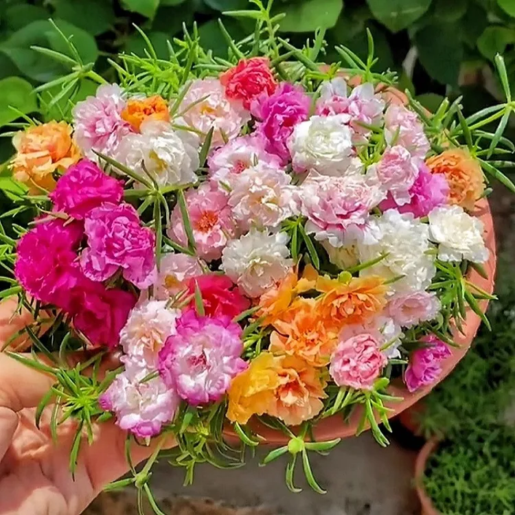 养不死的重瓣太阳花苗带根带花苞发货盆栽花卉阳台四季开花绿植