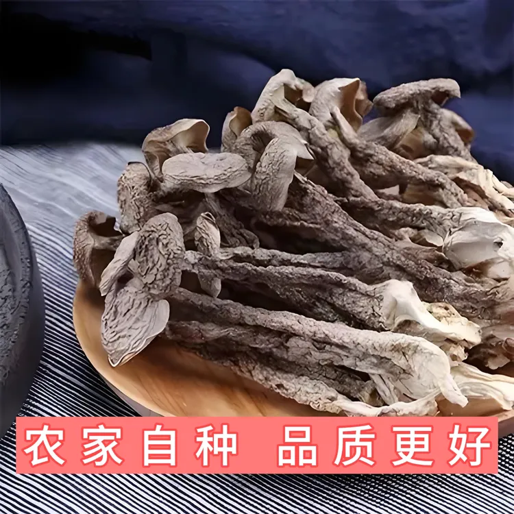 【上品鹿茸菇】高山营养生态鹿茸菇鲜美脆嫩