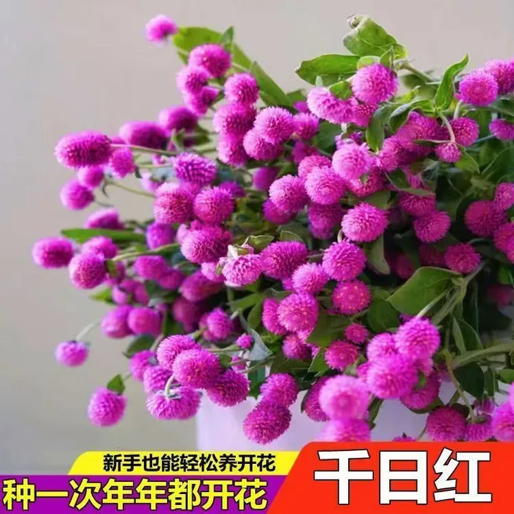 千日红种子四季百日红花朵花矮生花卉耐寒种子室外秋播庭院盆栽花