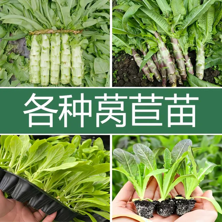 各种莴苣秧苗大全绿皮莴苣红皮莴苣绿莴笋红莴笋种苗基地直发