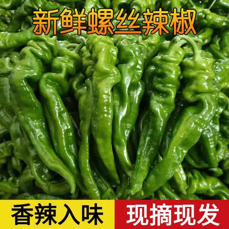 新鲜薄皮辣椒螺丝椒美味香辣下饭时令蔬菜露天农家自种