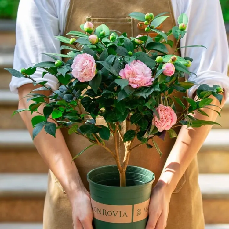 香妃山茶花盆栽带花苞四季开花室内外好养浓香绿植花卉好养大棵