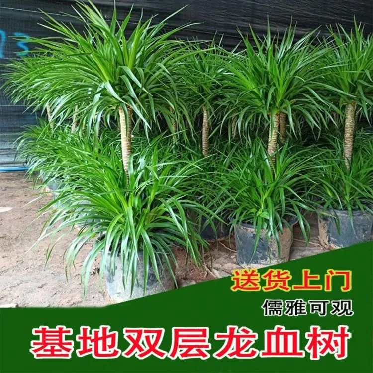 多头龙血树黑珍珠四季龙血树客厅龙血树客厅大棵正宗龙血树绿植