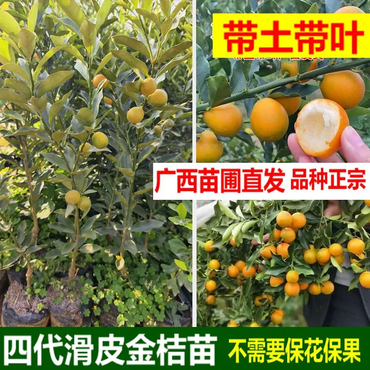 第四代滑皮金桔树苗桔子苗脆皮金柑适合盆栽地栽果树当年结果年桔