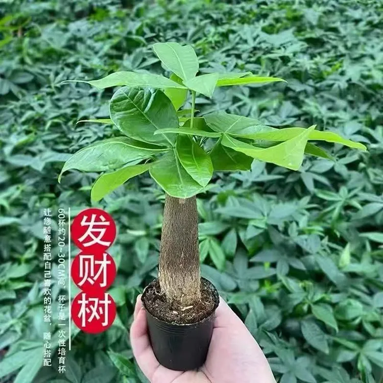发财树盆栽室内外通用四季常青易活水培好养绿植室内招财盆栽植物
