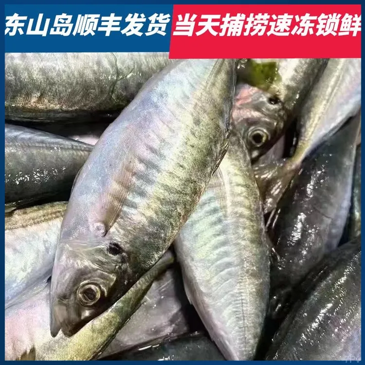 东山岛养殖巴浪鱼土豪大巴浪竹荚鱼新鲜速冻鱼类酒店餐饮用海鲜