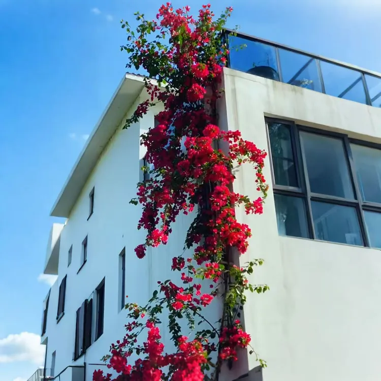 顺丰包邮高杆飘枝三角梅基地现挖直发庭院改造阳台景观植物易养护