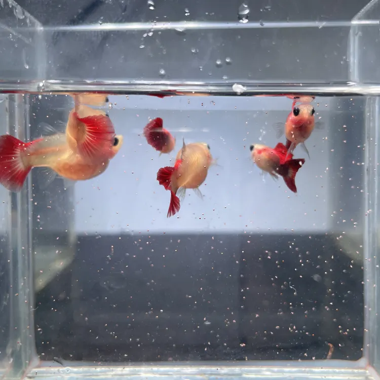 红礼服玻璃猫三对双十一特惠款