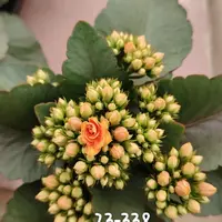【测试新品】长寿花110杯，整体高度20厘米以上