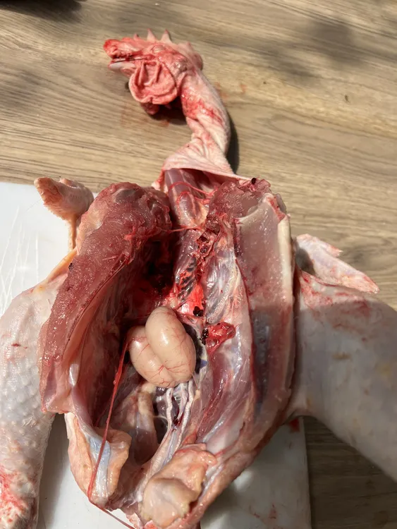 农村山林散养散放老公鸡