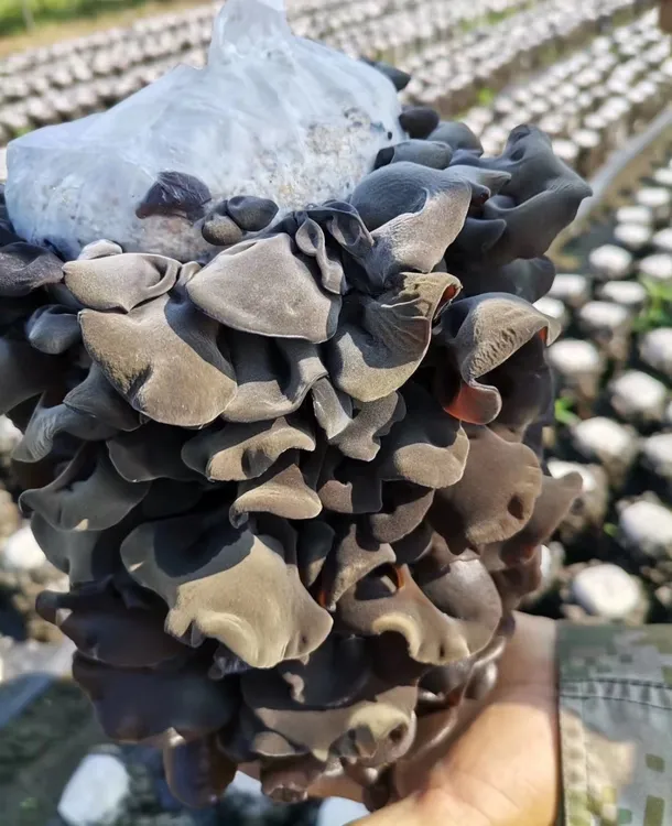 米乐贝贝～长白山黑木耳干货无根自然生长农户直供