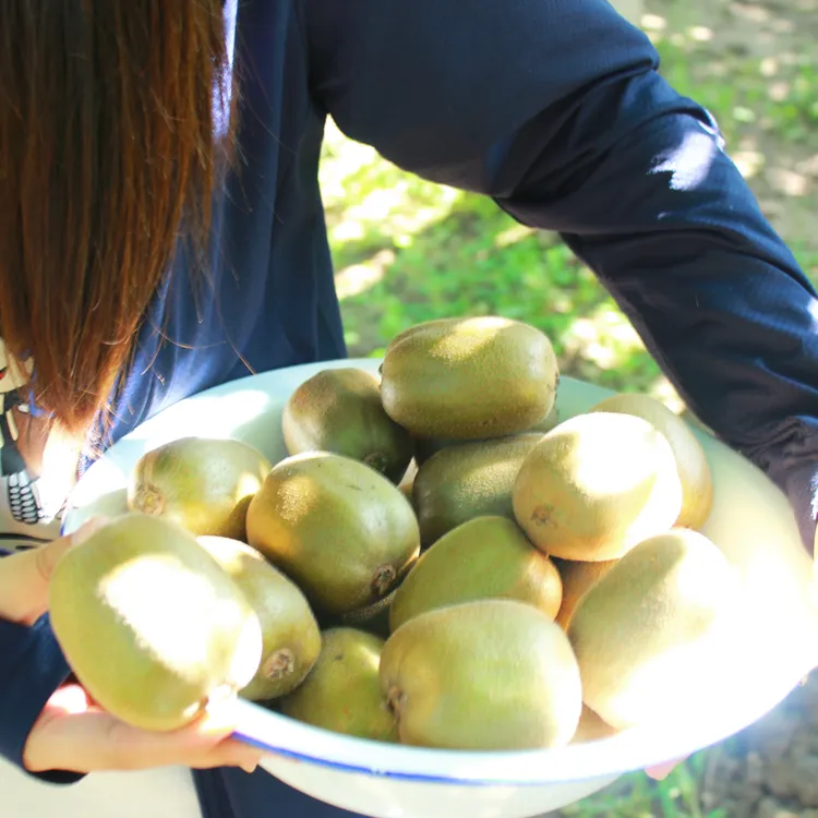 产地直采碧玉猕猴桃(大果)