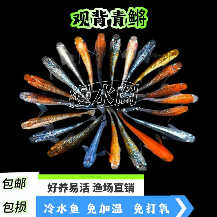 观背青鳉小型观赏鱼鱼青鳉鱼观赏鱼淡水冷水鱼不打氧好养除藻耐活