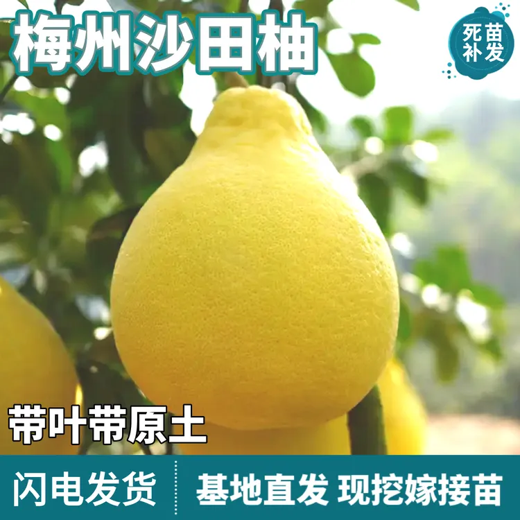 梅州沙田柚树苗南北方庭院盆栽嫁接特大果白心甜柚子树苗当年结果