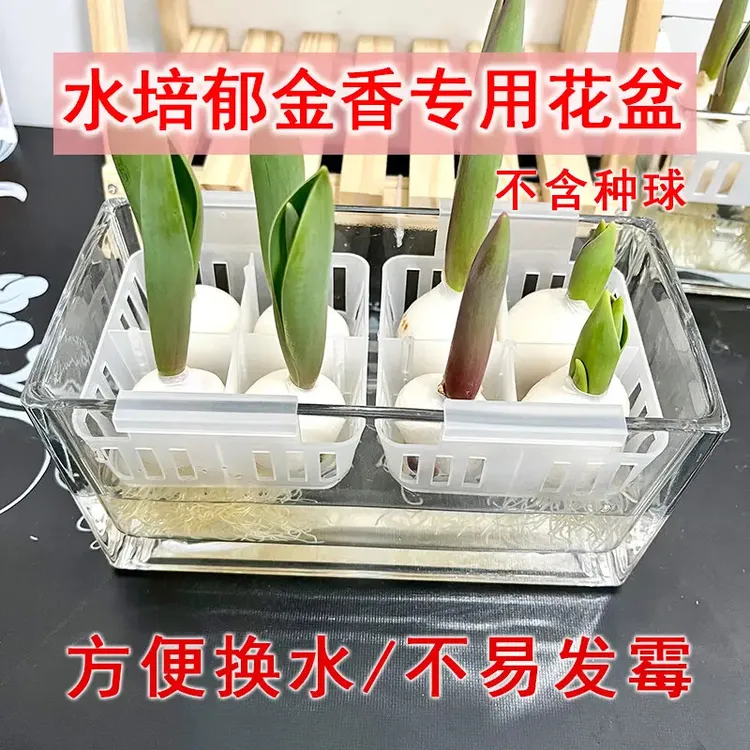 水培郁金香花盆含定植篮水养水培玻璃器皿方便换水透明郁金香花瓶