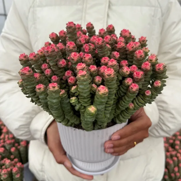 特级大号钱串（60头）钱多多钱串子多肉植物