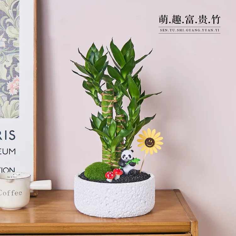 【熊猫乐园】富贵竹放青松绿植花卉办公室内桌面盆栽送礼好养活植物