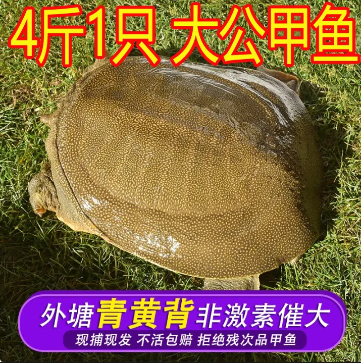 4斤1只 鲜活青黄色大公甲鱼 生态放养新【包活送到 死了包赔】