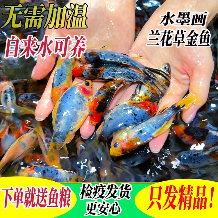兰花草金鱼活鱼五花草金好养冷水耐活花色鱼苗观赏鱼淡水淡水鱼
