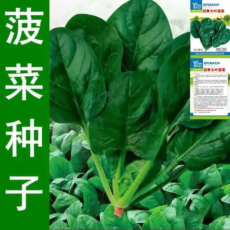 大叶菠菜种子四季蔬菜秋冬籽种阳台种籽耐热菜种盆栽波菜孑菜籽子