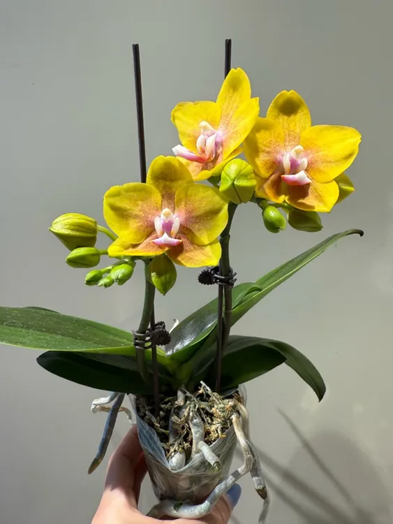 香水黄金蝴蝶兰蜡质花苗情优质叶片碧绿好养室内绿植盆栽