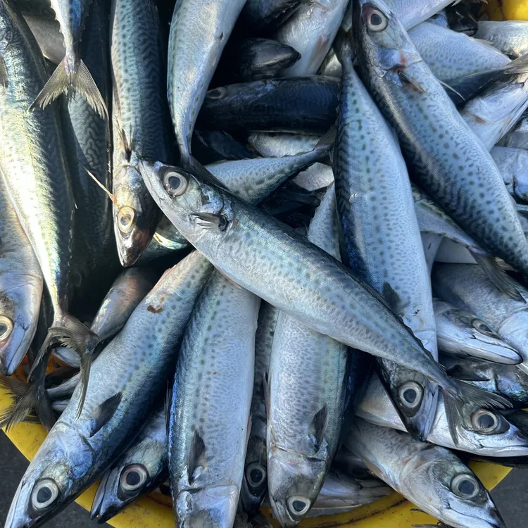 新鲜海捕大青花鱼青条鱼青占鱼青鱼鲭鱼花仙鱼鲐鲅鱼深海鱼10斤