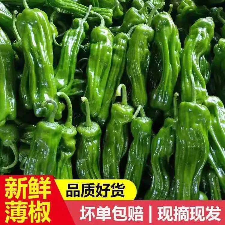 【微辣】新鲜现摘薄皮微辣青椒小皱皮农家自种应季蔬菜二炮青椒