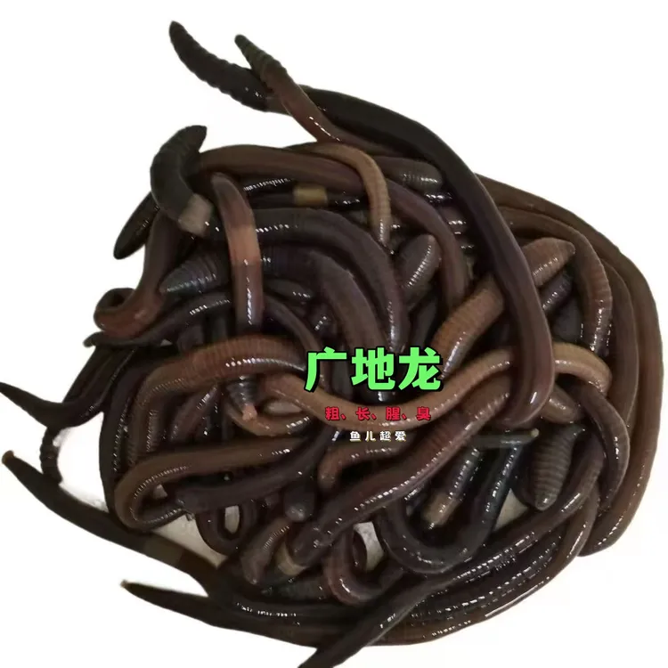 大黑蚯蚓广西大条广地龙南方臭蚯蚓野生活体中药材活饵钓黄鳝鱼