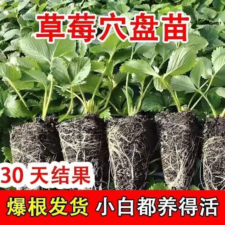脱毒穴盘草莓苗秧四季结果阳台盆栽奶油特大号红颜基地优质批发苗