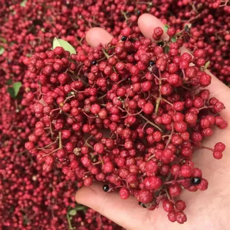 鲜花椒2025年当季新鲜花椒现摘先发麻香味浓郁