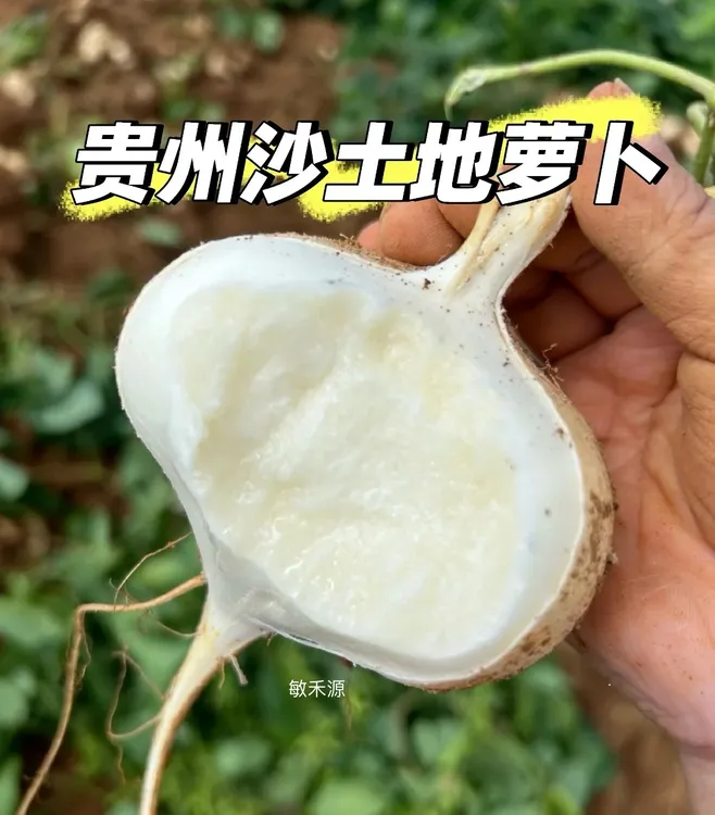 贵州沙地种植地萝卜凉薯脆甜鲜嫩美味可生吃