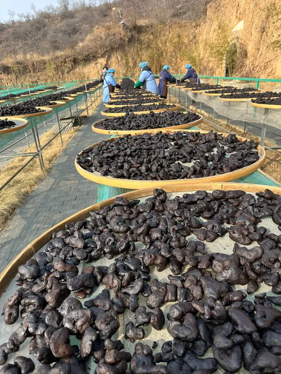 九蒸九晒非遗工艺九制仙人余粮茶