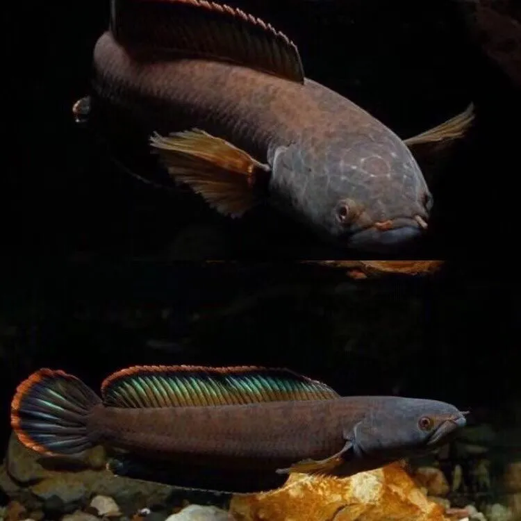 七彩雷龙鱼观赏鱼冷水淡水活体适合混养易饲养