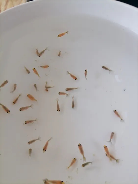 兰寿锦鲤鱼苗各种锦鲤水花花色