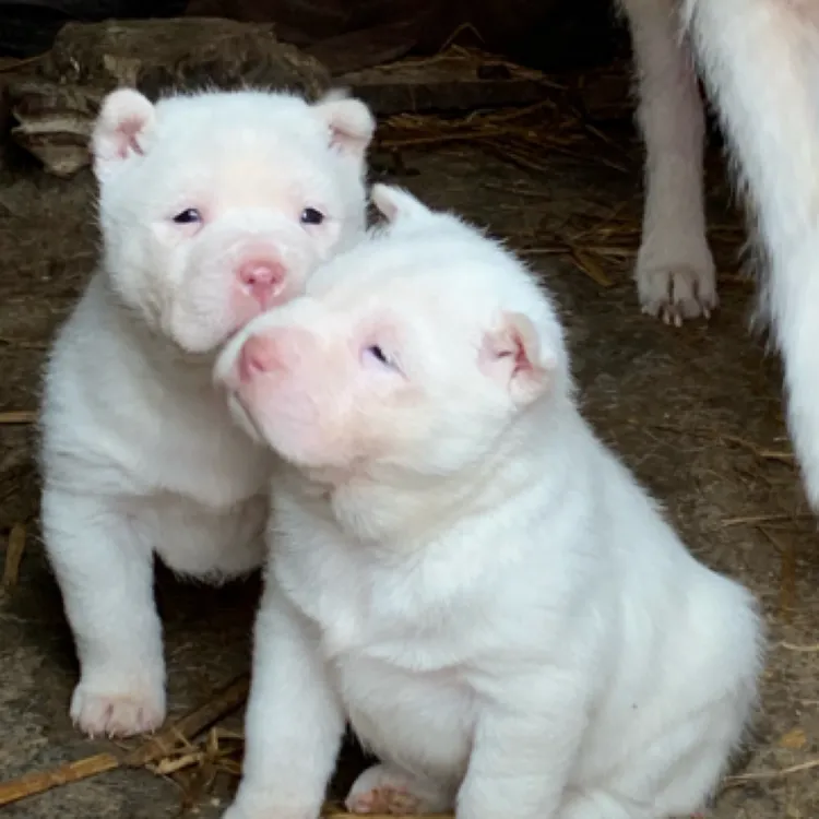 【旺森宠物】下司犬纯种贵州五红下司猎犬中长毛两个月幼犬狗狗活体