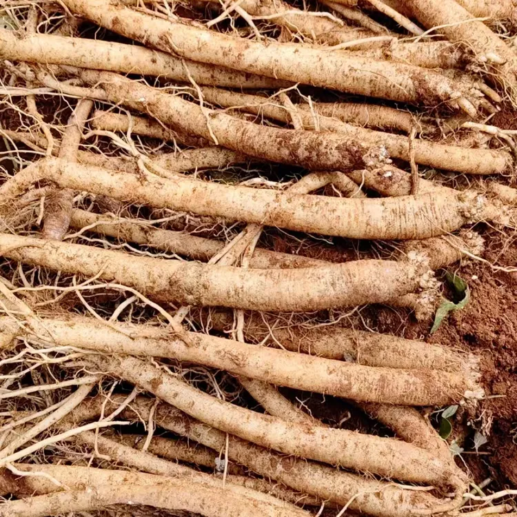 云南新鲜黄皮参菜（小条）