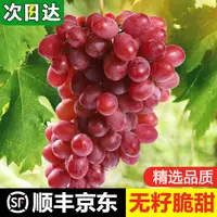 现货明日达【基地直采】JJ大凉山克伦生葡萄新鲜当季水果冰美人无籽脆甜红提0.5-4斤四川省