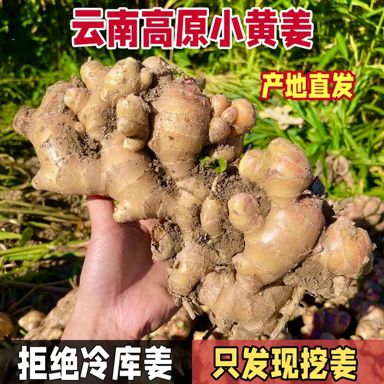 云南高山小黄姜鲜姜肉质饱满滋味浓郁农家种植现挖现发