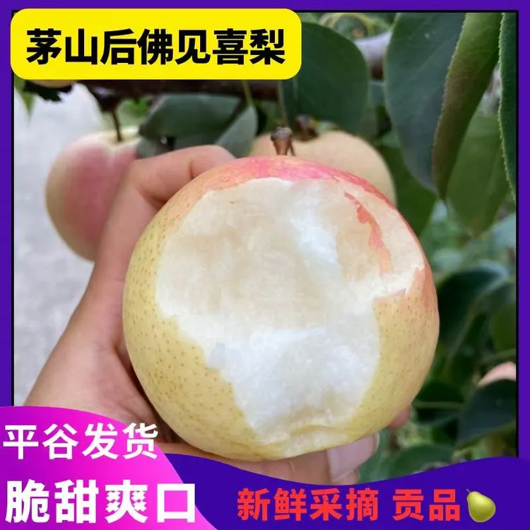 正宗平谷茅山后佛见喜梨北京山区新鲜水果酥梨酸甜可口汁水多脆酥